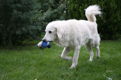 White dog standing on field