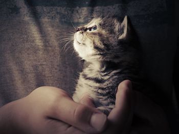 Close-up of cat resting