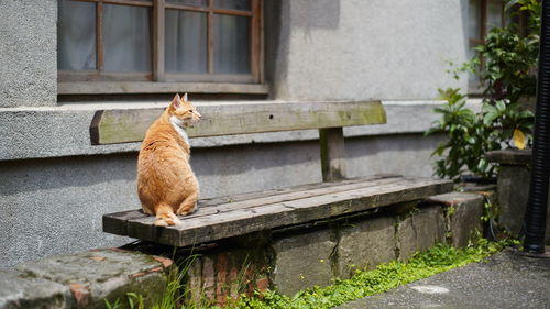 Cat looking away while standing outside building