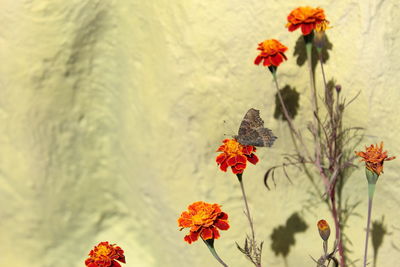 Close-up of red marigold flowers against orange sky