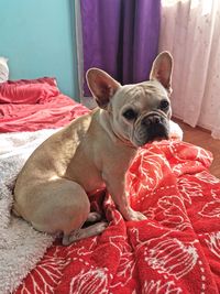 Dog relaxing on bed at home