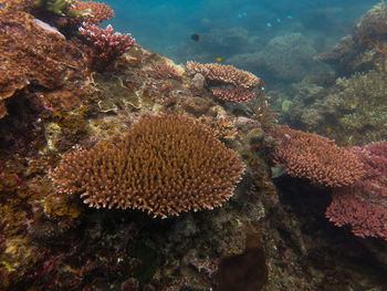 Coral that found at coral reef area at tioman island, malaysia