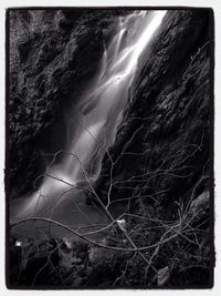 Close-up of plant against white background
