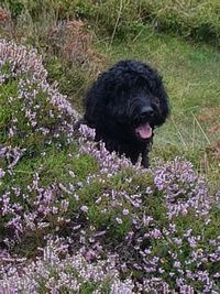Dog with flowers on grass