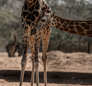 Close-up of giraffe in zoo