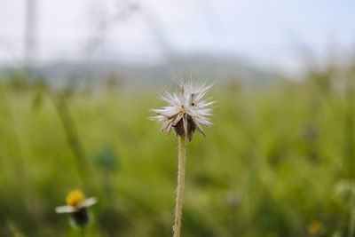 Close-up of dandelion flower on field