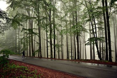 Road amidst trees in forest