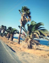 Palm trees against clear blue sky