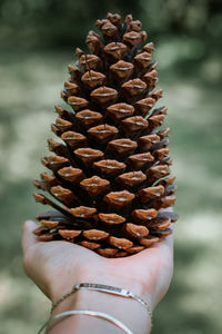 Close-up of hand holding pine cone