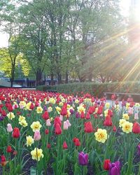 Pink flowers blooming in park