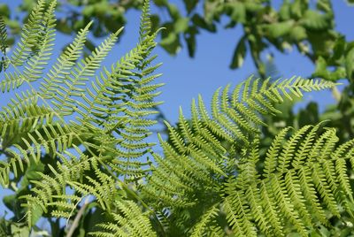 Close-up of plant against blue sky