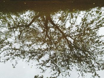 Low angle view of trees against sky