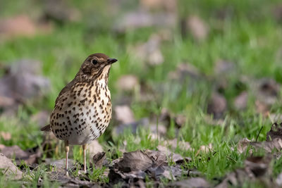 Close-up of a bird perching on a field