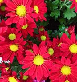 Close-up of red flowers blooming outdoors