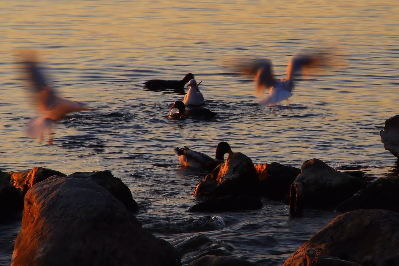 DUCKS SWIMMING ON LAKE