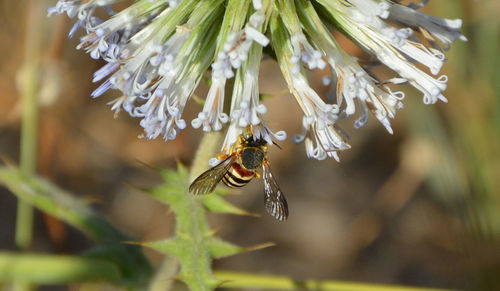 Close-up of bee pollinating on white flowers