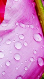 Close-up of water drops on pink flower petal