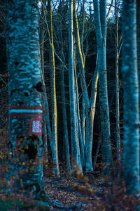 Trees growing in forest