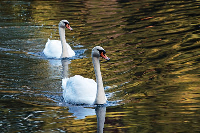 Swans swimming in lake