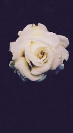 Close-up of white rose