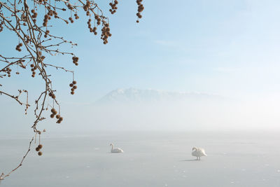 View of birds on lake against sky