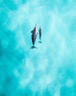 High angle view of dolphins swimming in blue sea