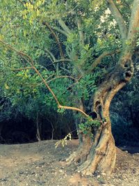 Plants growing on tree