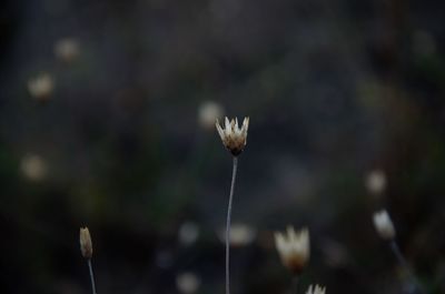 Close-up of flowering plant