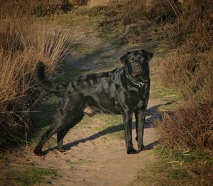 Dog running in a field