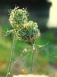 Close-up of wilted plant