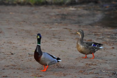 Mallard duck on the beach