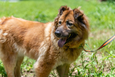 Close-up of a dog on field