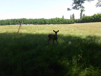 Trees on grassy field