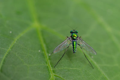 Close-up of grasshopper