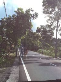 Empty road along trees