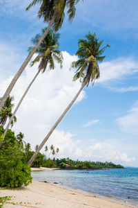 Palm trees on beach against sky