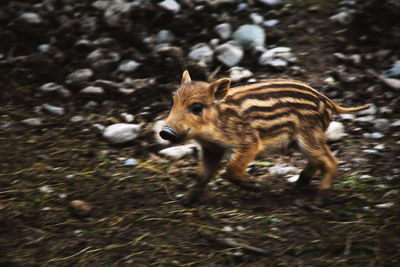 Side view of giraffe running on field