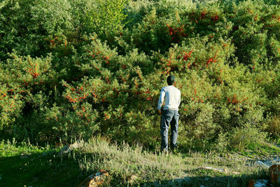 Rear view of man standing by tree on land