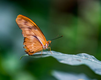 Close-up of butterfly perching on leaf