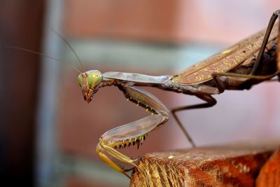 Close-up of insect