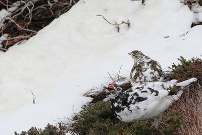 High angle view of birds on snow covered land