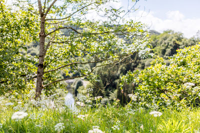 White flowers growing on tree