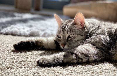 Close-up of a tabby cat resting on rug