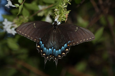 Close-up of butterfly on plant