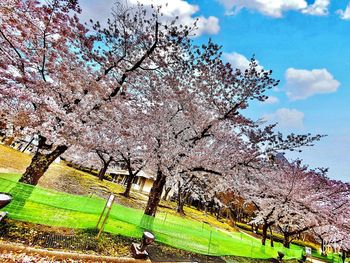 Cherry blossom tree in park