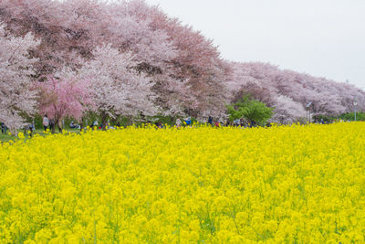 Scenic view of yellow flowering plants on field