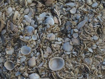 High angle view of seashell on pebbles