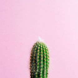 Close-up of cactus plant