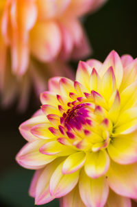 Close-up of flower blooming outdoors