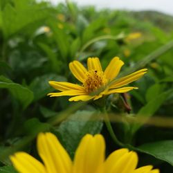 Close-up of yellow flower